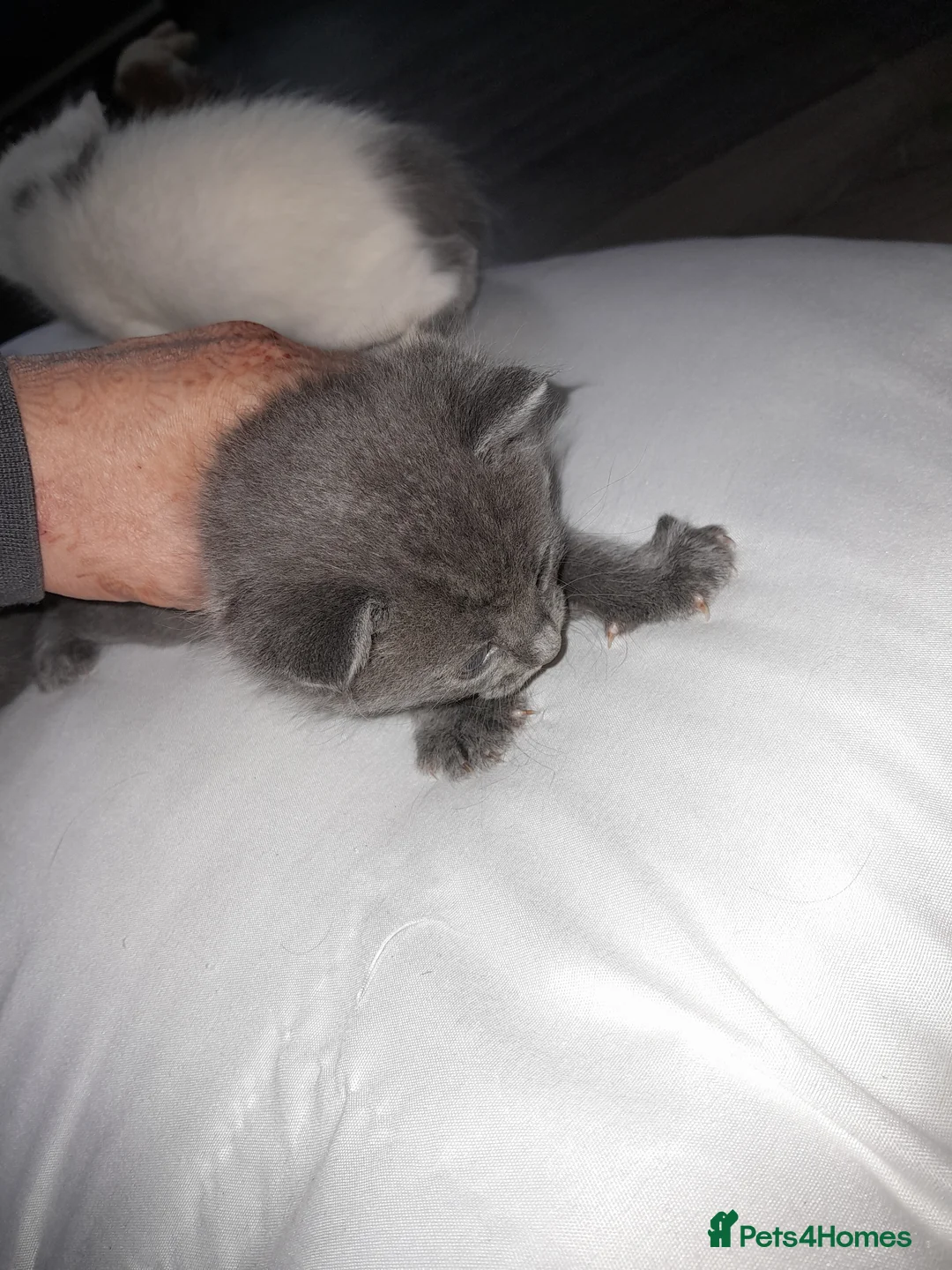 Mixed Breed cats for sale: Beautiful kittens in Dewsbury - Advert 2