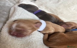 Cocker Spaniel dogs for sale: Beautiful KC working cocker spaniel puppies.  - Image 5