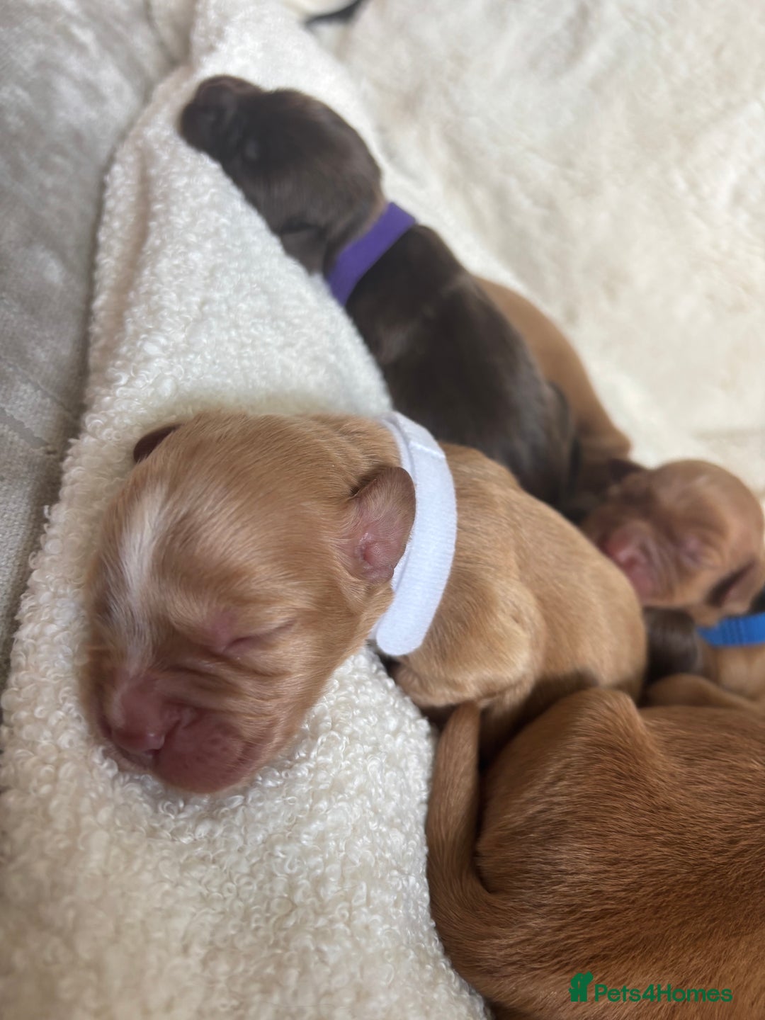 Cocker Spaniel dogs for sale: Beautiful KC working cocker spaniel puppies.  - Image 5