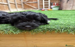 Mixed Breed dogs for sale: Girl cockapoo puppy  - Image 5