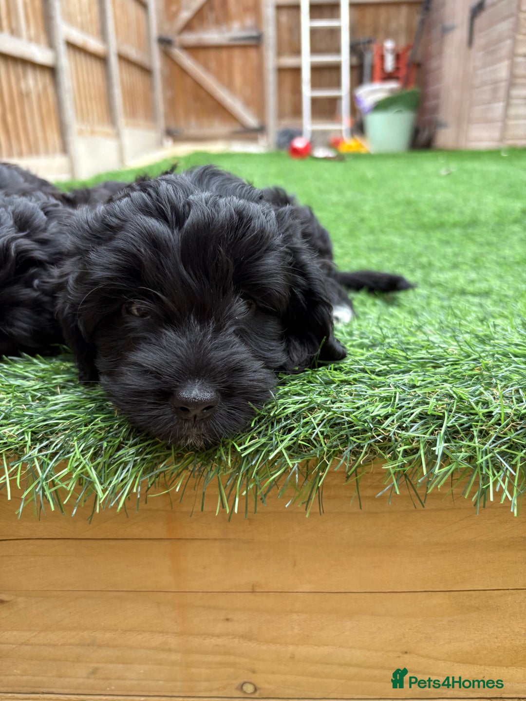 Mixed Breed dogs for sale: Girl cockapoo puppy  - Image 5