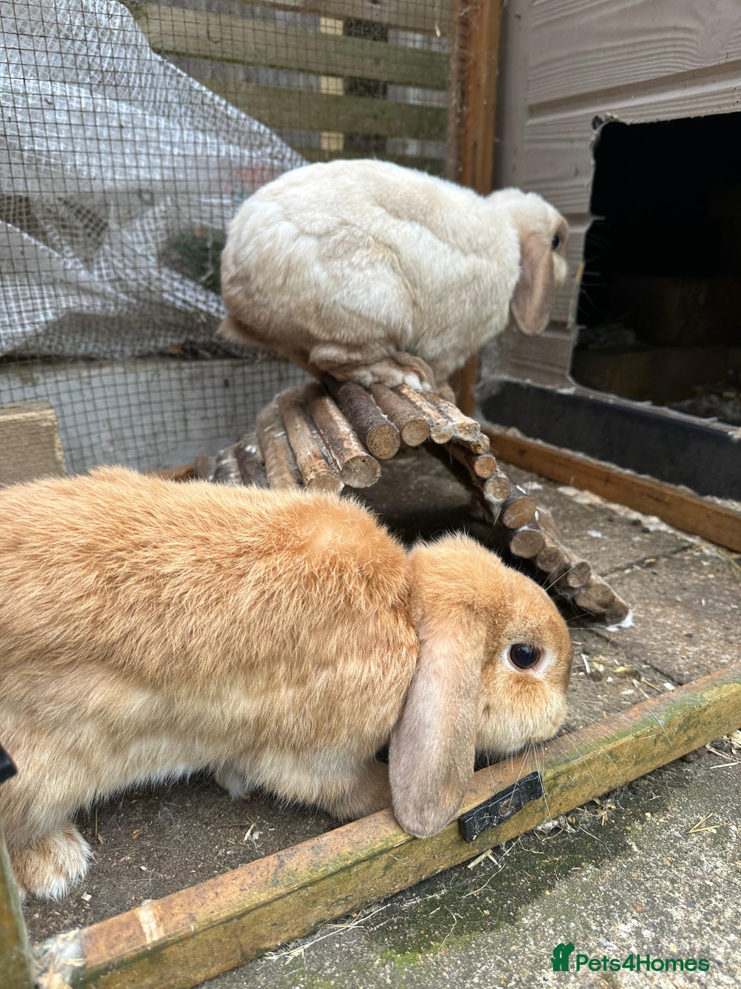 Mini Lop rabbits for sale: Pair of Bunnies - Image 5