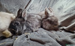 Lionhead rabbits for sale: Lovely floofy little lionheads males and females - Image 14