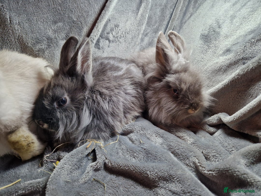 Lionhead rabbits for sale: Lovely floofy little lionheads males and females - Image 14