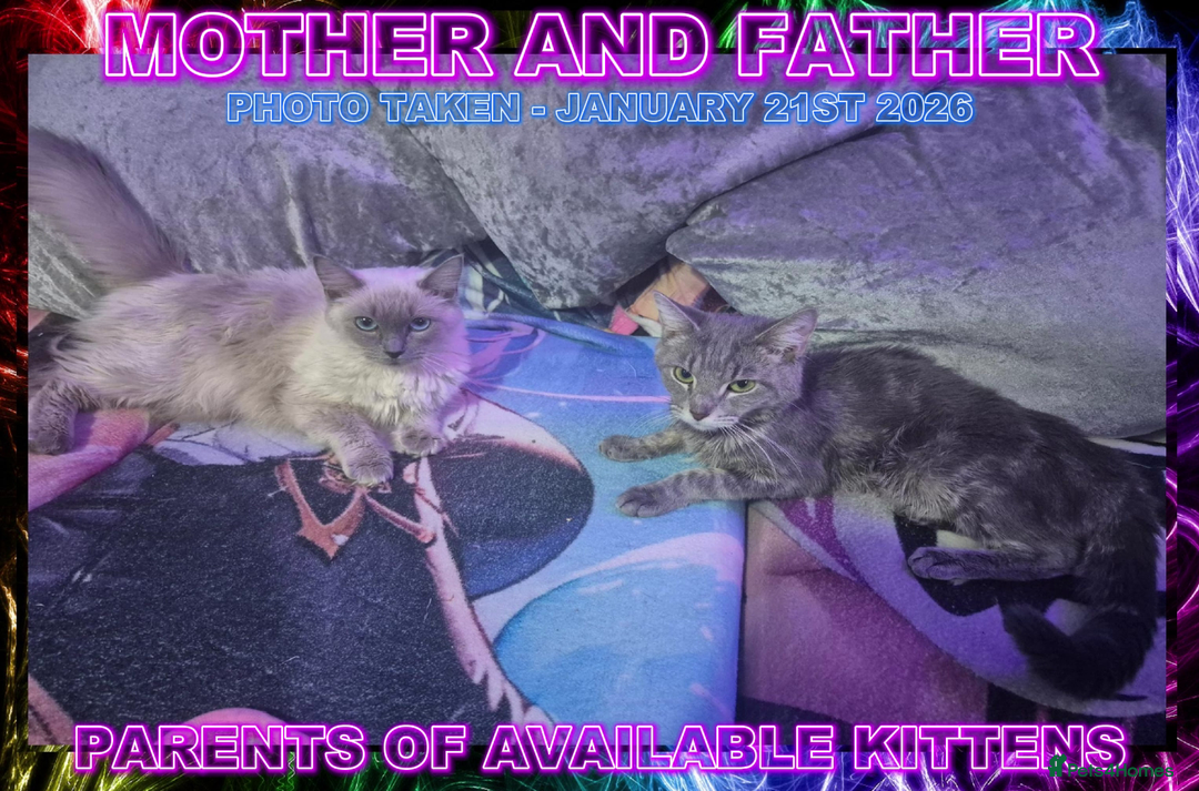 Mixed Breed cats for sale: Ragdoll X Grey Tabby Kittens For Sale - Advert 3