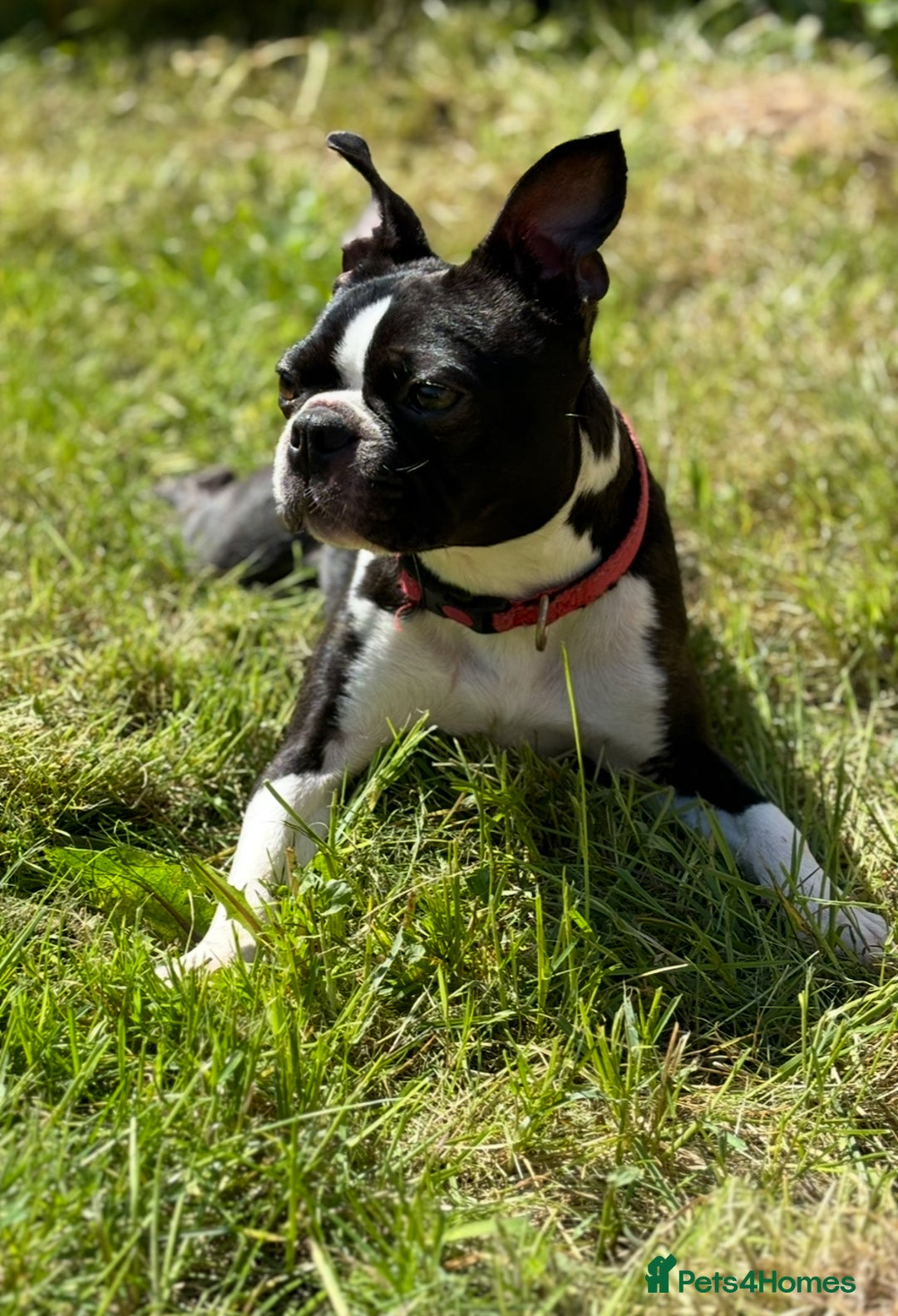 Boston Terrier dogs for sale: 🌟High Quality chunky KC Boston Terrier Puppies🌟 - Image 11