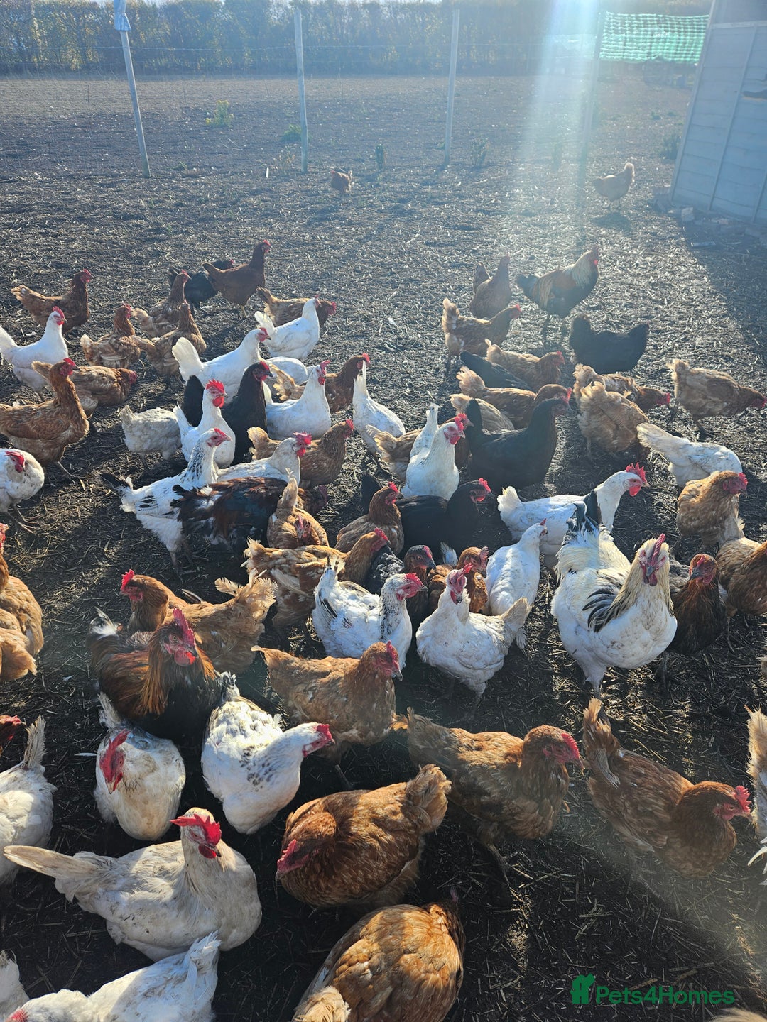 Chickens poultry for sale: Different breed - Image 3