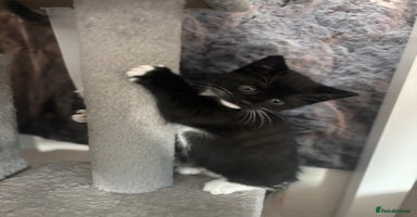 British Shorthair cats - Advert 1