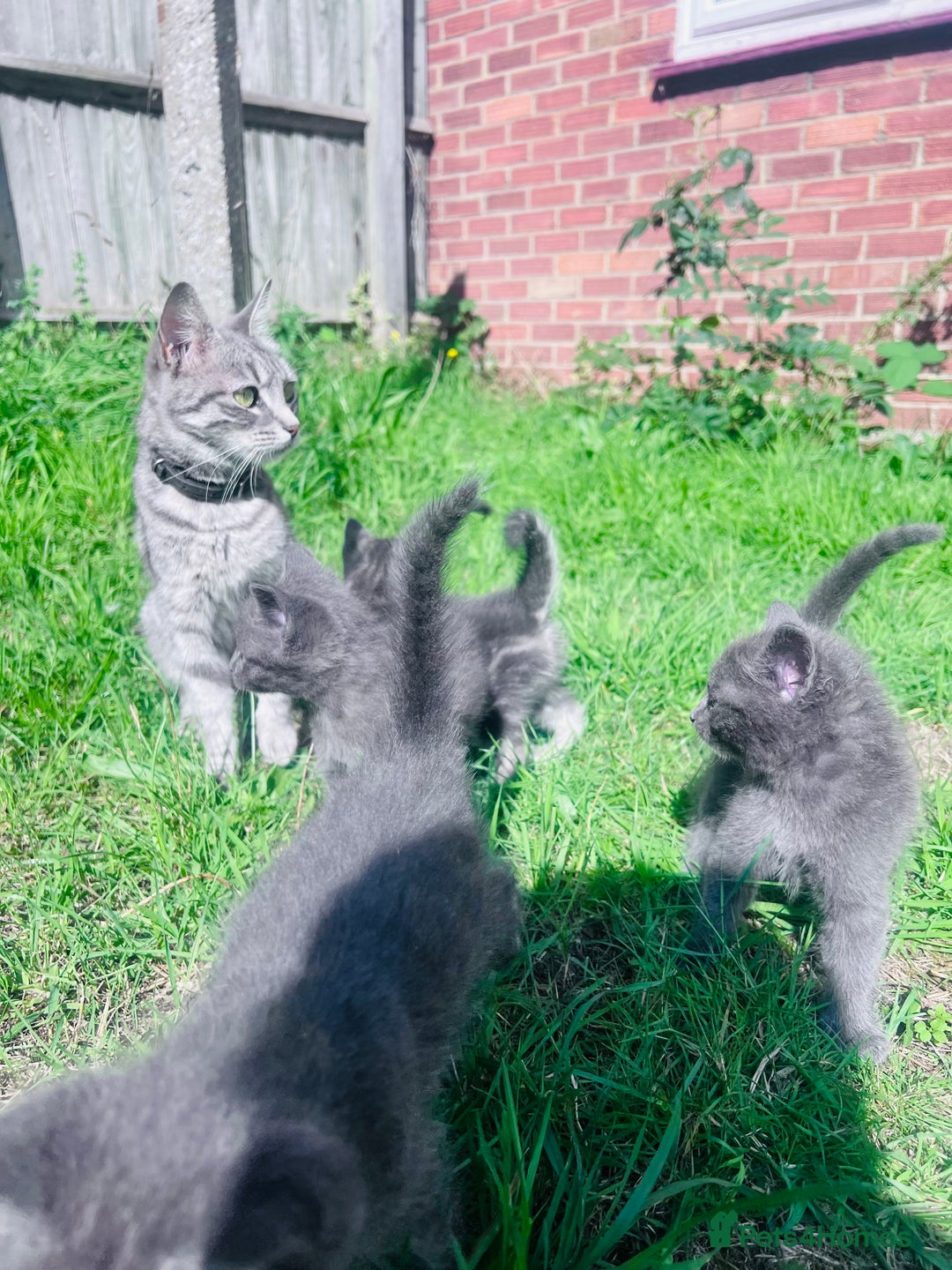 Mixed Breed cats for sale: Four Little Pawsomes Looking for Forever Homes!  - Image 12