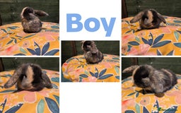 Mini Lop rabbits for sale: 3 Beautiful minilops available 2 males 1 female - Image 2