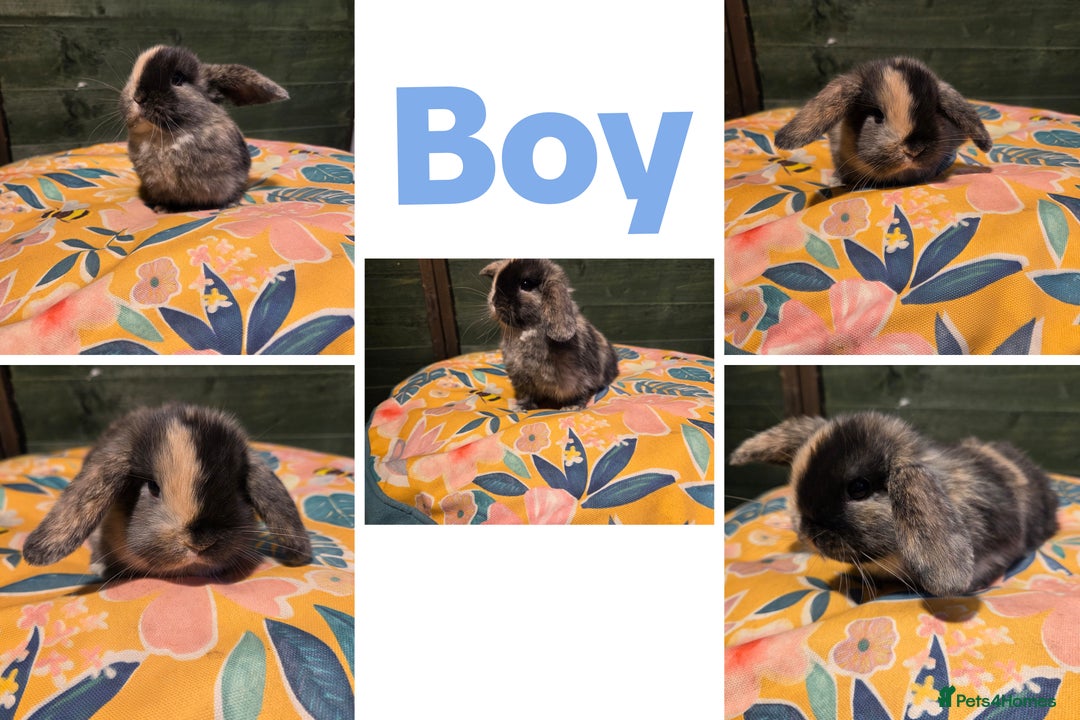 Mini Lop rabbits for sale: 3 Beautiful minilops available 2 males 1 female - Image 2