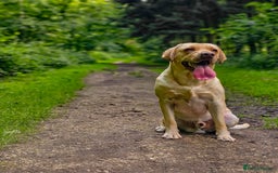 Labrador Retriever dogs for sale: 2 Year Old Beautiful Golden Lab - Image 2