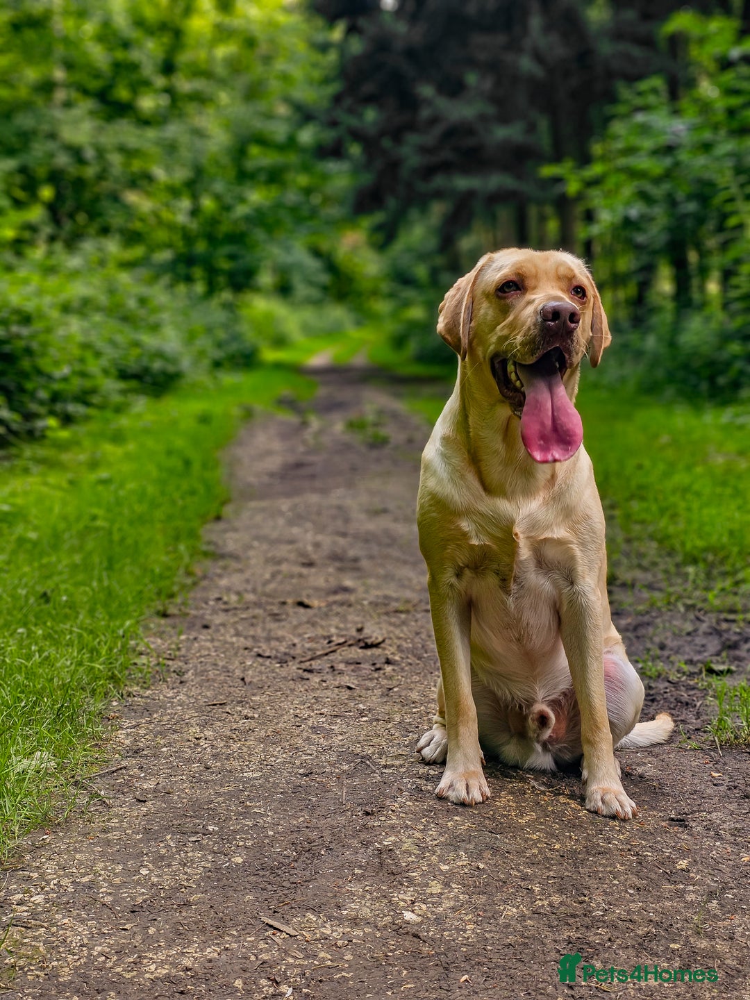 Labrador Retriever dogs for sale: 2 Year Old Beautiful Golden Lab - Image 2