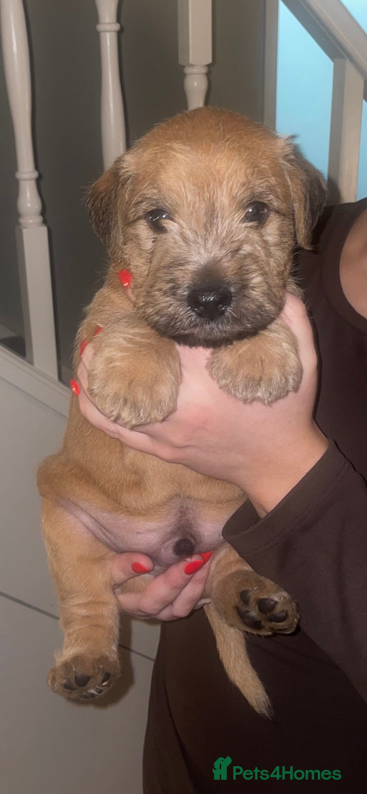 Mixed Breed dogs Wheaten x Lakeland terriers  - Advert 1