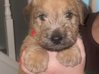 Mixed Breed dogs Wheaten x Lakeland terriers - Advert 6