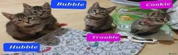 Mixed Breed cats for sale: Beautiful bengal mixed kittens - Advert 5