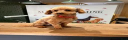 Toy Poodle dogs for stud: Fully health tested red toy poodle for STUD  - Advert 2