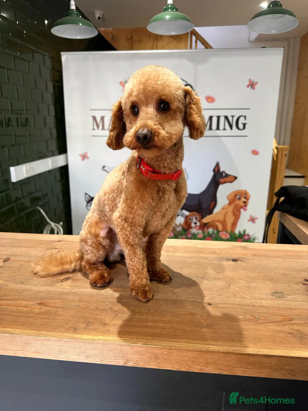 Toy Poodle dogs for stud: Fully health tested red toy poodle for STUD  - Advert 2