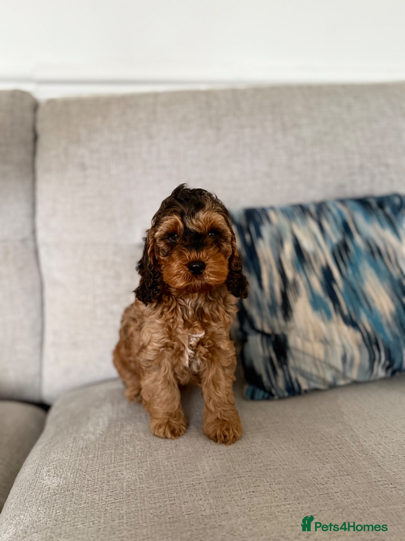 Cockapoo dogs F1 cockapoo puppies  - Advert 4