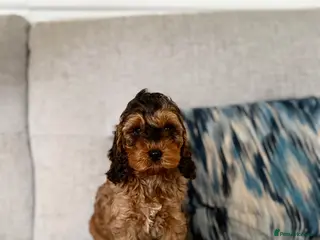 Cockapoo dogs F1 cockapoo puppies - Advert 4