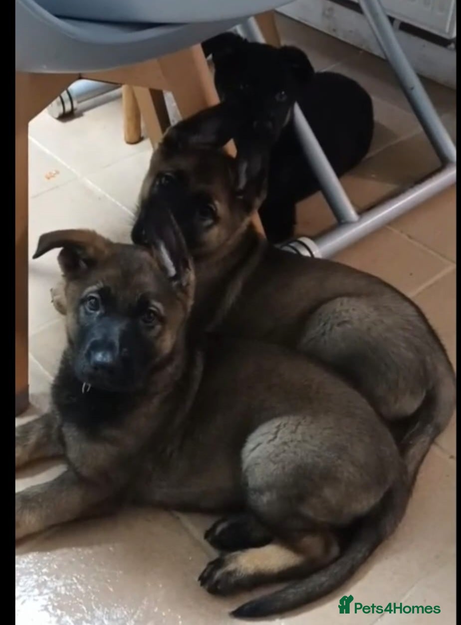 German Shepherd dogs  German Shepherd puppies  - Advert 2