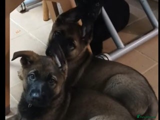 German Shepherd dogs Left last 3 puppies German Shepherd puppies - Advert 16