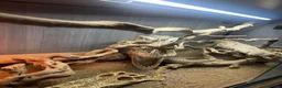 Monitor reptiles for sale: 1 male ackie monitor  - Advert 2