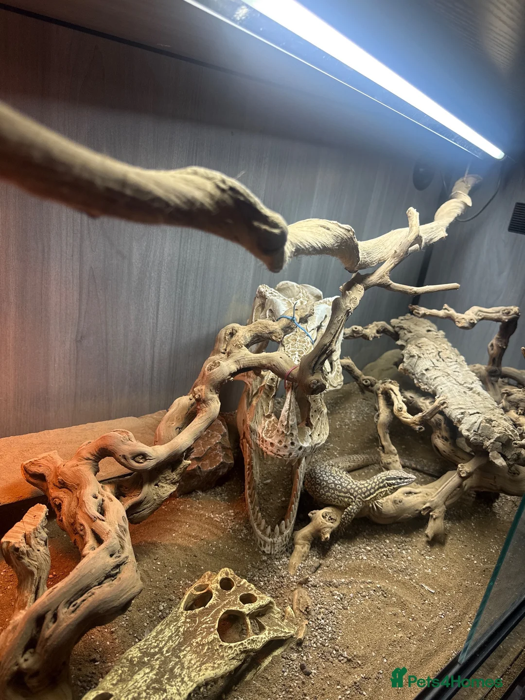 Monitor reptiles for sale: 1 male ackie monitor  - Advert 2
