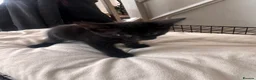 Mixed Breed cats for sale: Mixed kittens  - Advert 5
