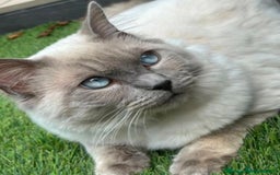 Ragdoll cats for sale: Blue Point Ragdoll Kittens!  - Advert 6