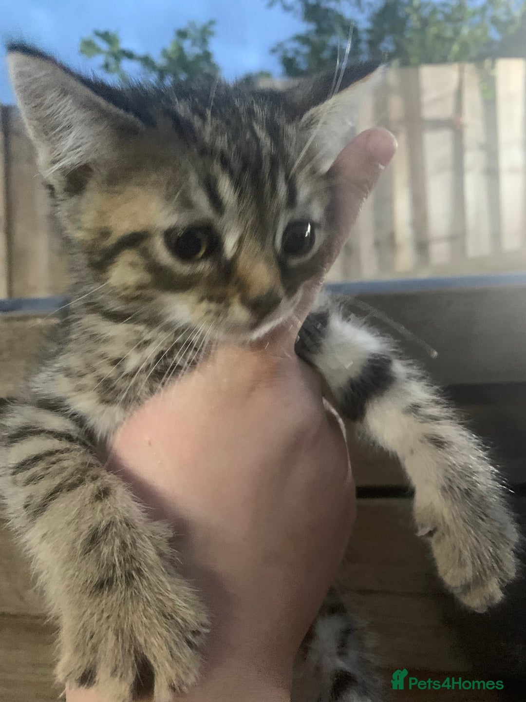 Persian cats for sale: ONLY 1 BOY 1 GIRL LEFT  - Image 1