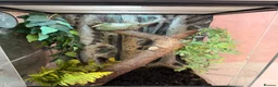 Frog reptiles for sale: White tree frog for sale in Manchester - Advert 3