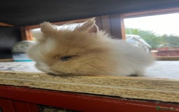 Lionhead rabbits for sale: Baby Lionhead Male Looking For New Home - Image 17