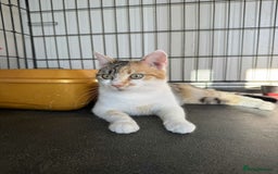 Mixed Breed cats for adoption: Laurie - Brandon Suffolk  - Image 8