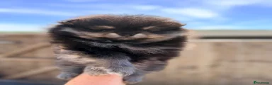 Pomeranian Puppy 1