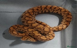 Boa Snake reptiles for sale: Brazilian Rainbow Boa's T-Albino - Advert 2