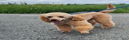 Miniature Poodle dogs for sale: Lovingly Raised Puppies , Miniature Poodles 🐩  - Advert 2