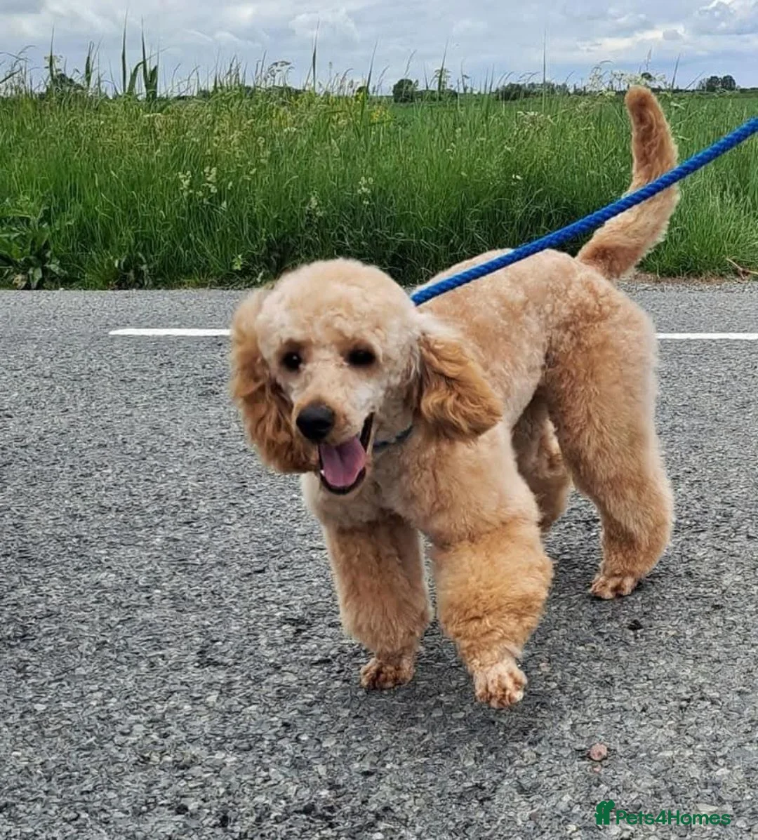 Miniature Poodle dogs for sale: Lovingly Raised Puppies , Miniature Poodles 🐩  - Advert 2