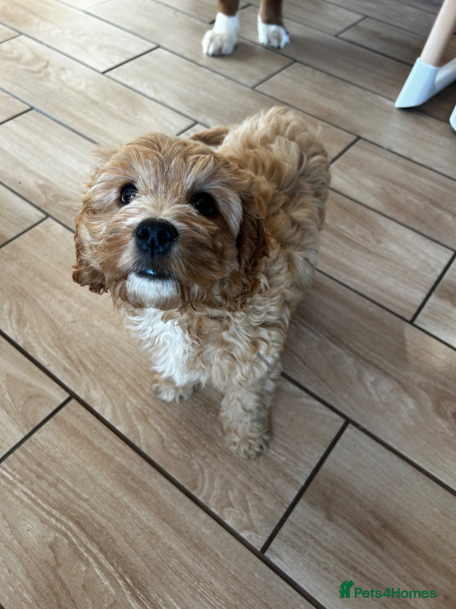 Cockapoo dogs READY TO LEAVE Female Cockapoo - Advert 3