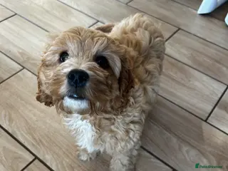 Cockapoo dogs READY TO LEAVE Female Cockapoo - Advert 8