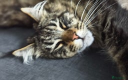 Maine Coon cats for sale: Cute Maine coon male  - Advert 1