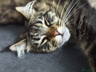 Maine Coon cats for sale: Cute Maine coon male - Advert 1