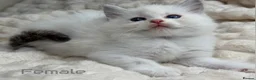 Ragdoll cats for sale: Pure Ragdoll Kitties available ✨ - Advert 11