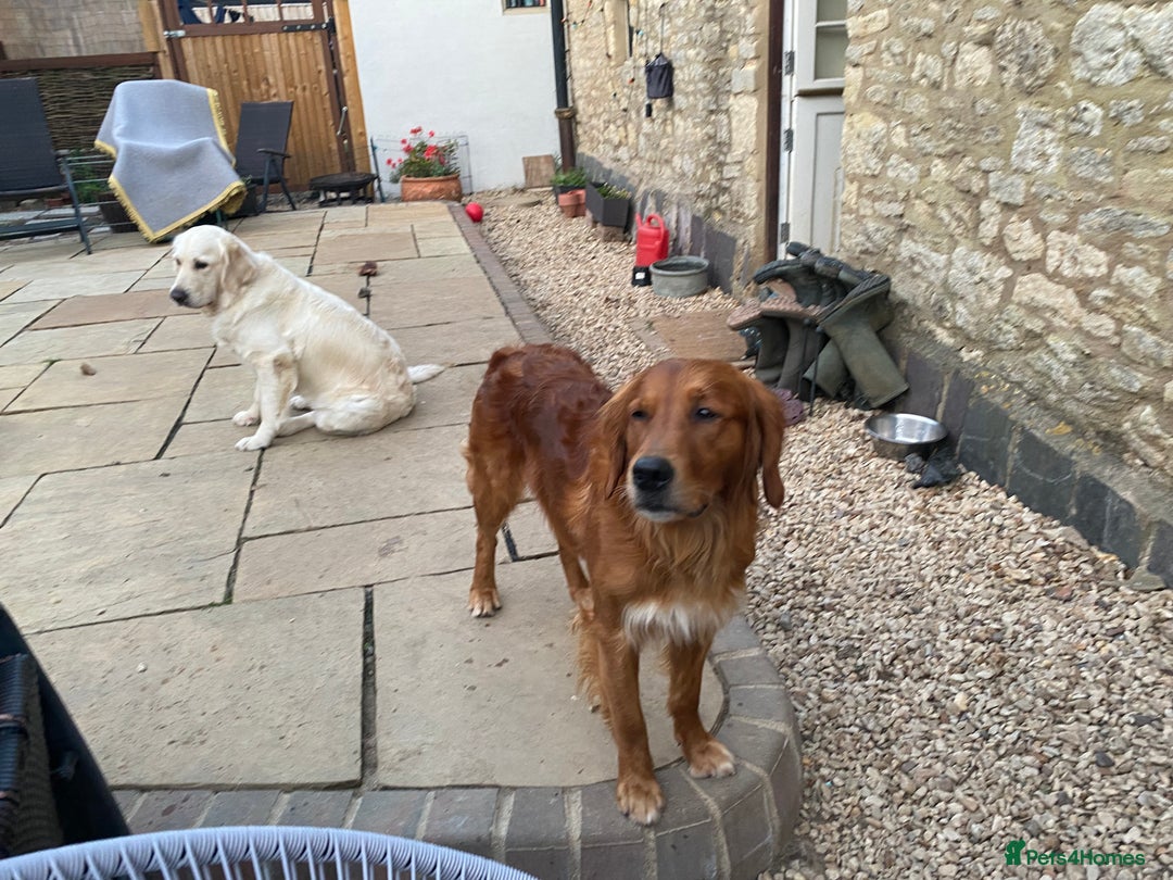 Golden Retriever dogs for stud: Working Golden Retriever in Brackley - Image 5