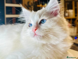 Ragdoll cats Ready to go!!! DNA Tested Charming Ragdoll Kittens - Advert 6