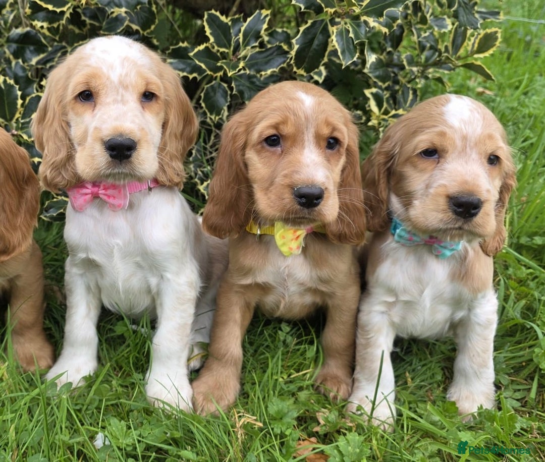 Cocker Spaniel dogs for sale: KC Registered Show Type Cocker Spaniels  - Image 10