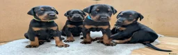 Dobermann dogs for sale: KC registered litter of 5 Dobermann puppies - Advert 2