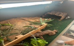 Bearded Dragon reptiles for sale: Bearded dragon with vivarium and set up included - Image 7