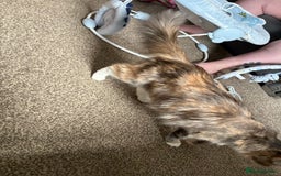 Domestic Shorthair cats for sale: 2 princes an 2 princess kittens  - Image 17