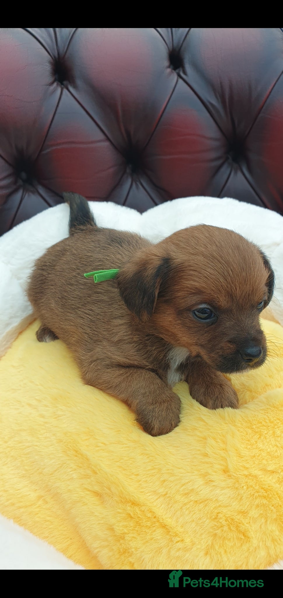 Jackapoo dogs F1 ADORABLE JACKAPOO PUPPIES - Advert 2